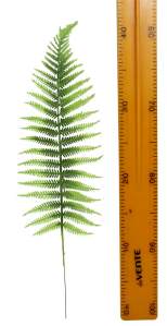 Лист папоротника 4.241