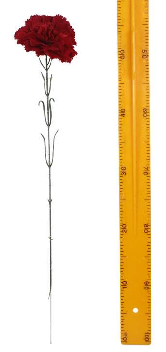 Гвоздика бархатная штучная  (1уп 100шт)